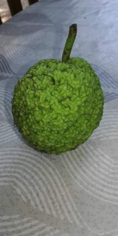 Was ist das für eine Frucht?