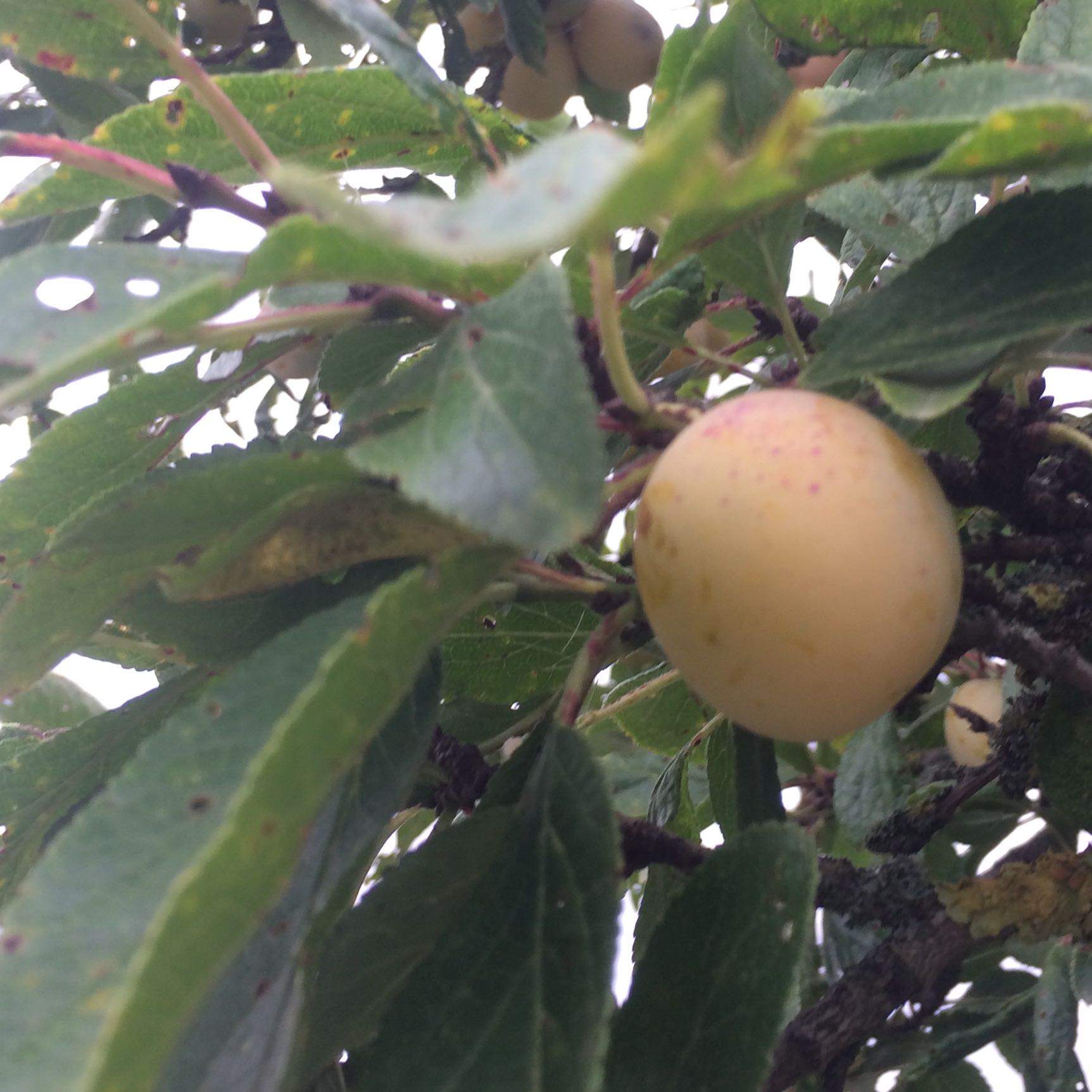 Was ist das für eine Frucht bzw. Baum? (Obst, Früchte)