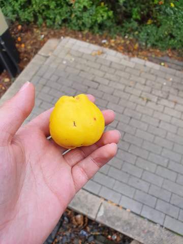 Was Ist Das Fur Eine Frucht Evtl Eine Art Quitte Pflanzen Garten Natur