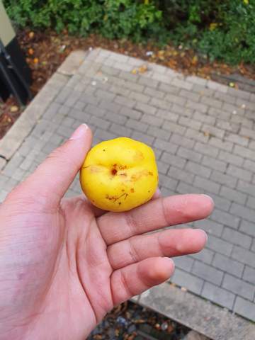 Was Ist Das Fur Eine Frucht Evtl Eine Art Quitte Pflanzen Garten Natur