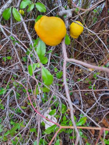 Was Ist Das Fur Eine Frucht Evtl Eine Art Quitte Pflanzen Garten Natur
