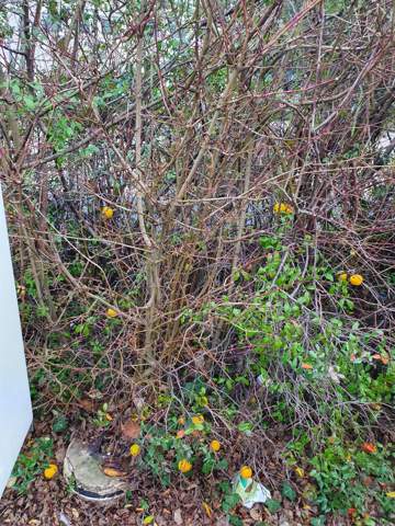 Was Ist Das Fur Eine Frucht Evtl Eine Art Quitte Pflanzen Garten Natur