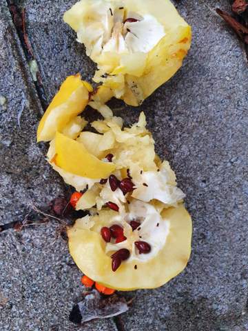 Was Ist Das Fur Eine Frucht Evtl Eine Art Quitte Pflanzen Garten Natur