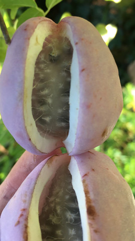 Das ist sie - (Garten, Pflanzen, Botanik)