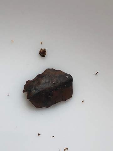 - (essen, kochen, Gewürze)