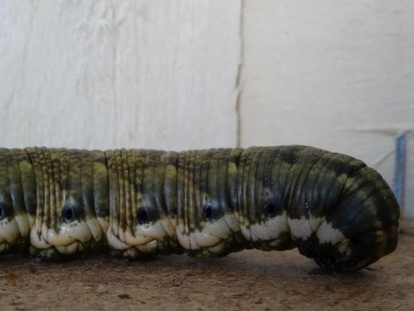 Was Ist Das Fur Eine Grosse Raupe Garten Insekten