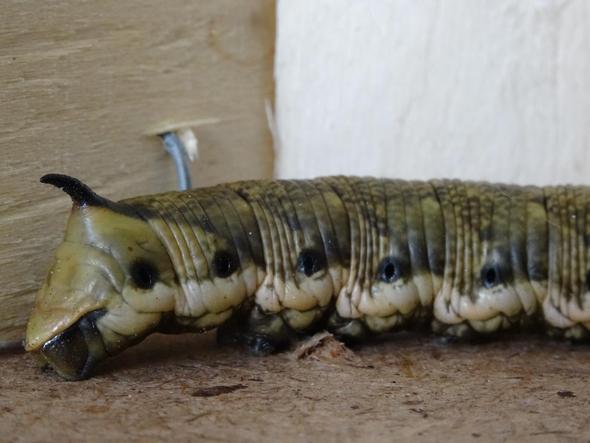 Was Ist Das F r Eine Gro e Raupe Garten Insekten was-ist-das-f-r-eine-gro-e-raupe-garten-insekten