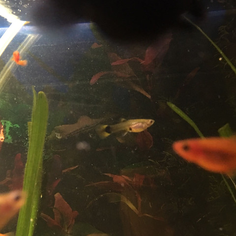 Diese guppydame meine ich ist das ein endler guppy oder normaler guppy - (Fische, Aquarium, guppy)