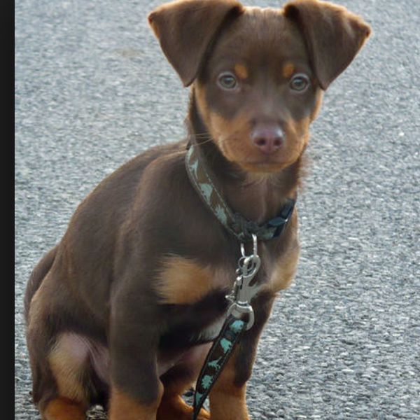 Was ist das für eine Hunde Rasse? Und wie groß wird der? (Hund, kaufen