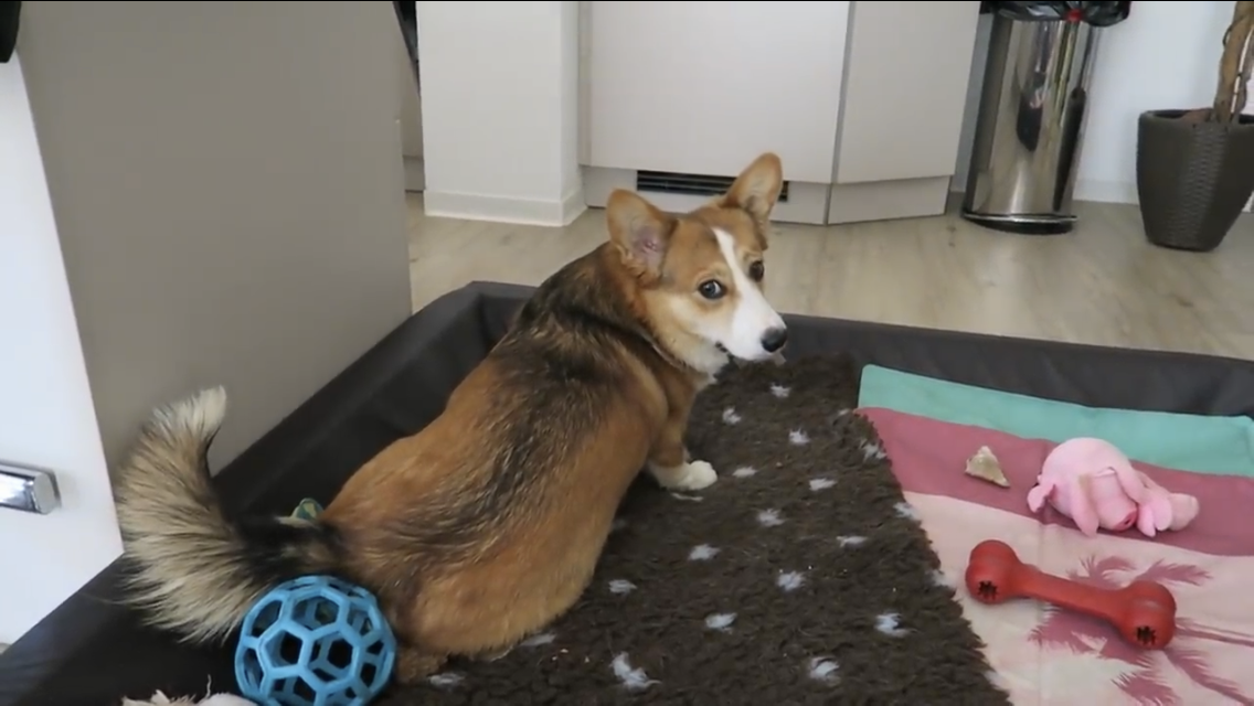 Was ist das für eine Hunderasse, also wie heißt die rasse? (Tiere