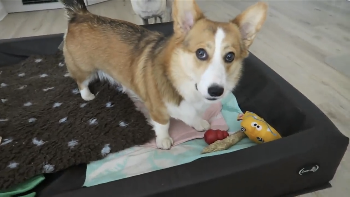 Was ist das für eine Hunderasse, also wie heißt die rasse? (Tiere