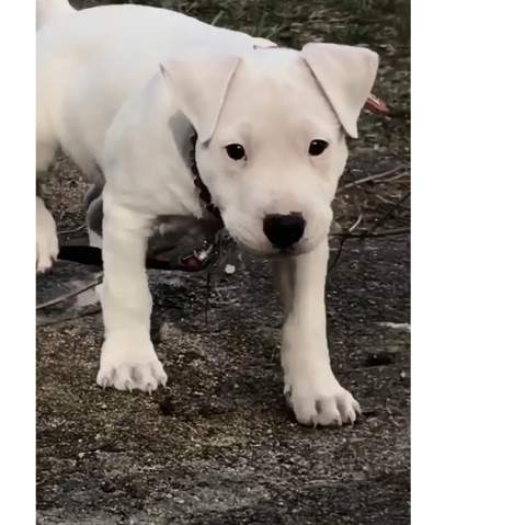 Was Ist Das Fur Eine Hunderasse Labrador Und Boxer Tiere Hund Rasse
