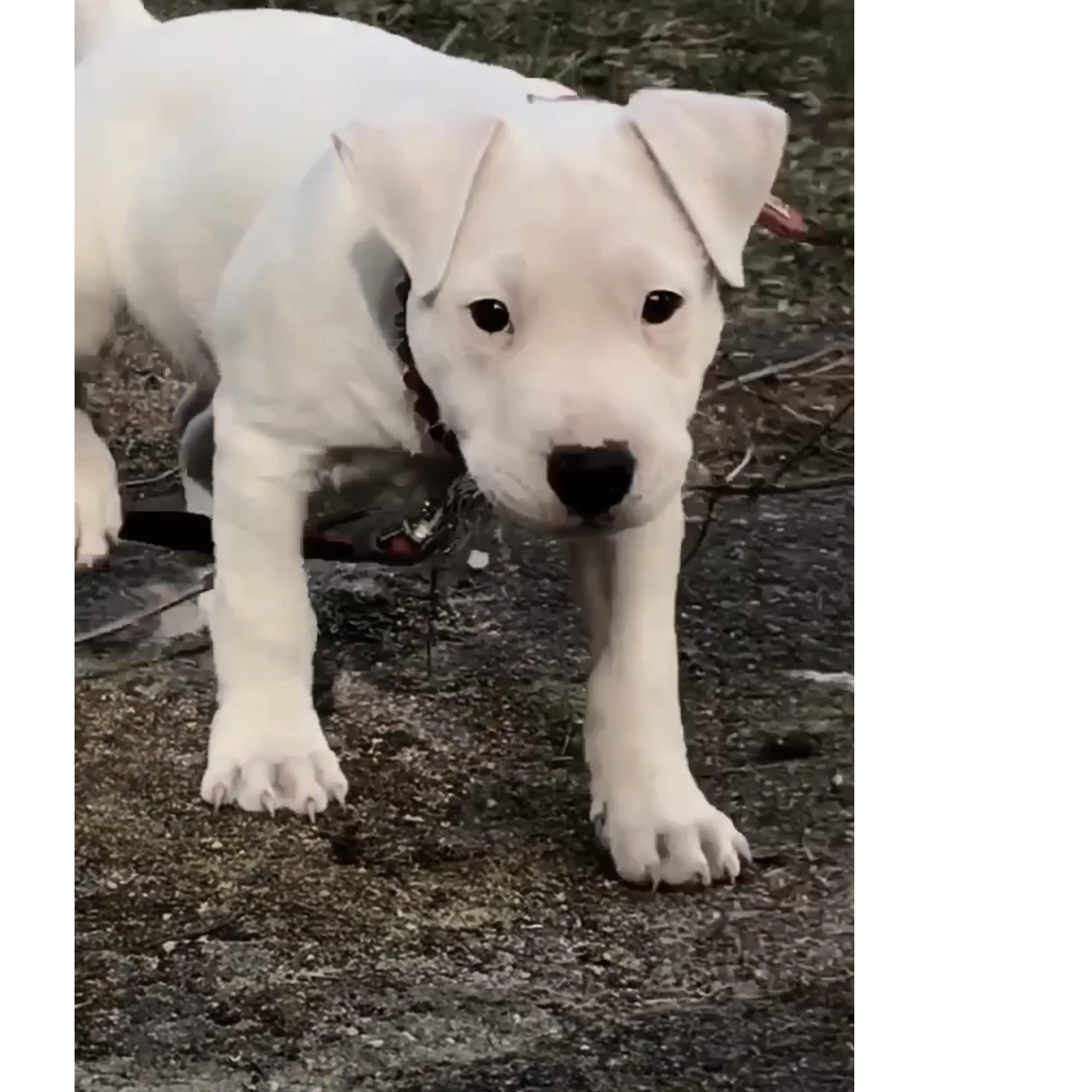 Was Ist Das Fur Eine Hunderasse Labrador Und Boxer Tiere Hund Rasse