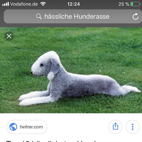 was ist das fur eine hunderasse sieht aus wie ein schaf maah tiere hund
