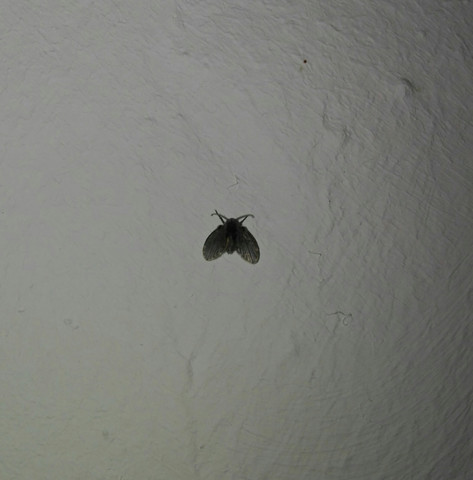 Fliege/Insekt - (fliegen, Schädlinge, Plage)