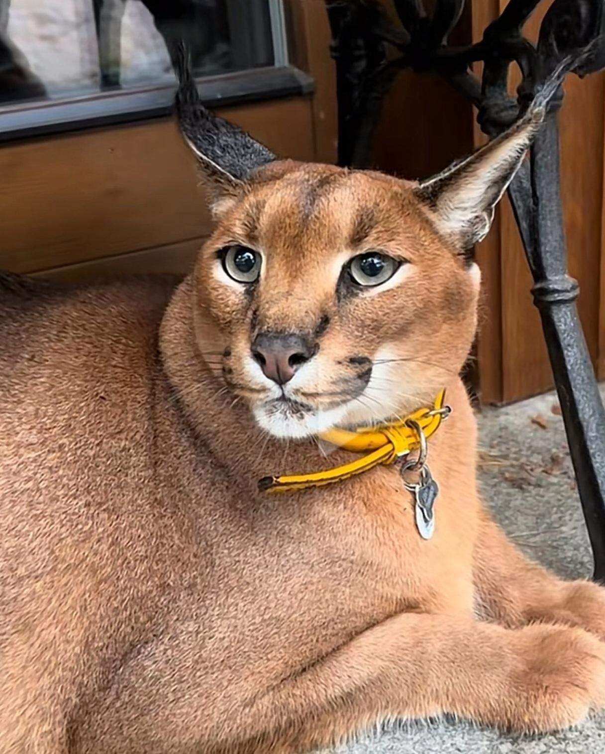 wie lang ist eine katze