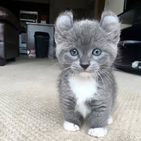 was ist das fur eine katzenart katze art