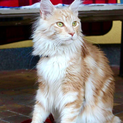 was ist das fur eine katzenart siehe bild katze