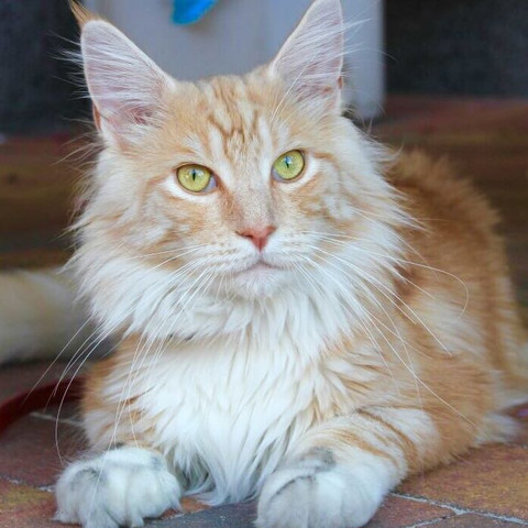 was ist das fur eine katzenart siehe bild katze