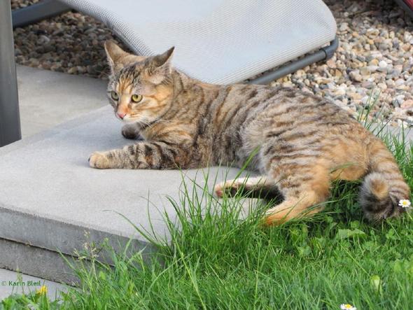 Was Ist Das Fur Eine Katzenrasse Braun Getigert Tiere Katze