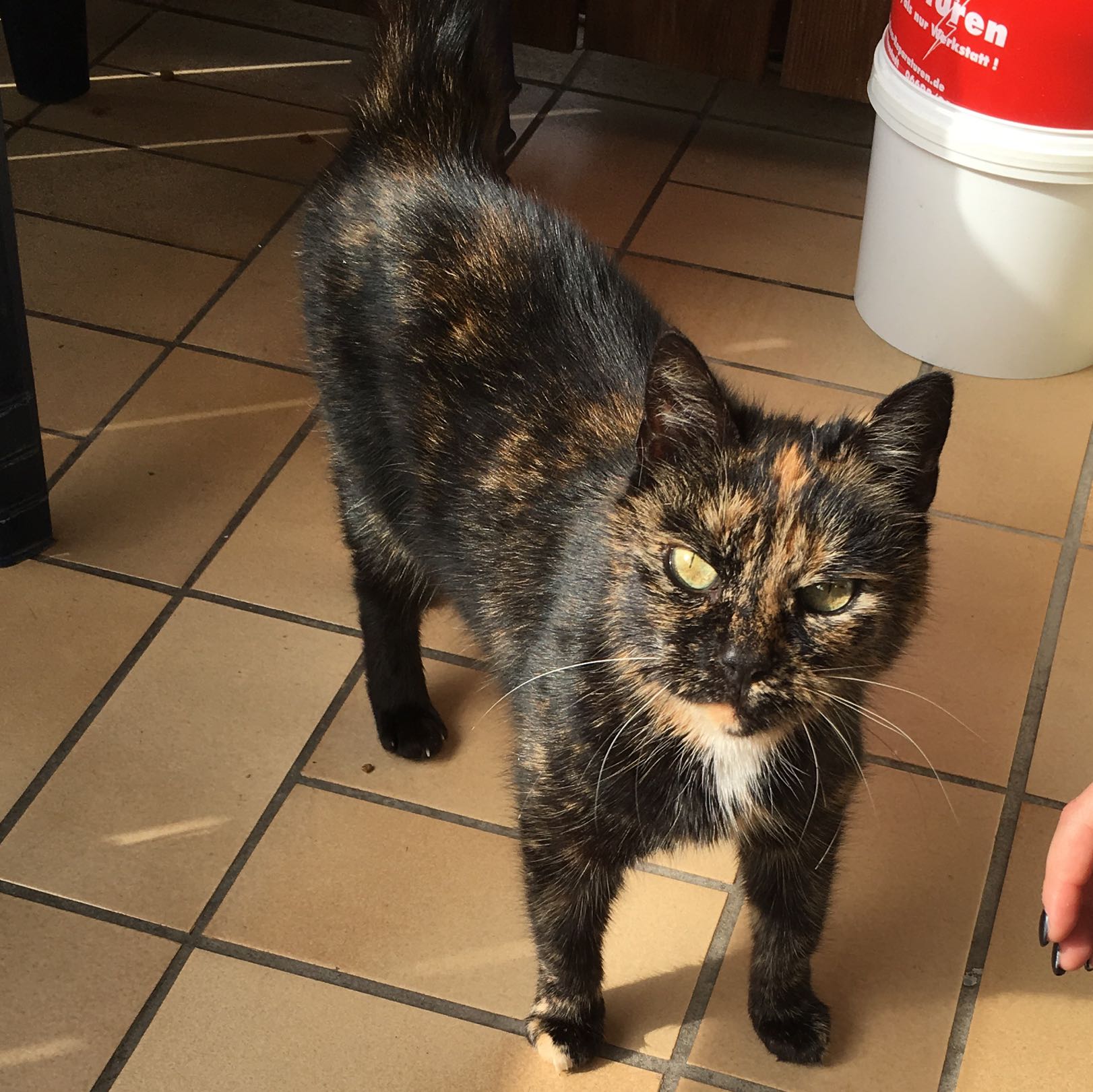 Was ist das für eine Katzenrasse bzw. Art und was kostet die so?