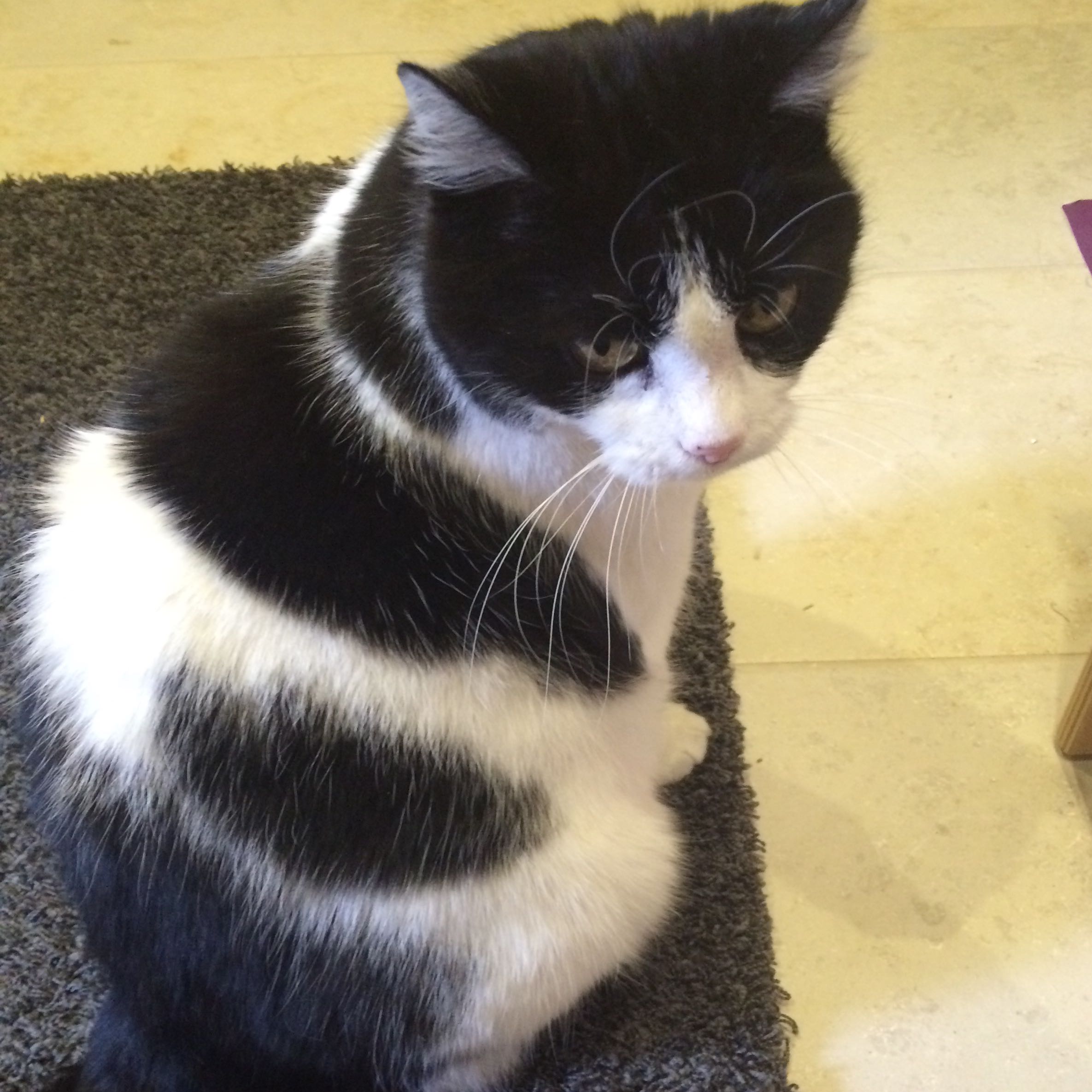 Was Ist Das Fur Eine Katzenrasse Schwarz Weiss Tiere Katze Haustiere