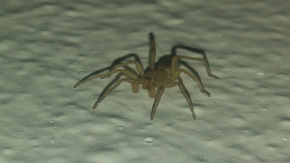 Was ist das für eine kleine braune Spinne(13mm inkl. Beine lang)?