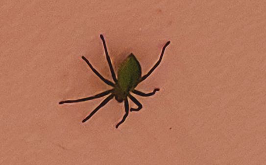 Was ist das für eine komische Grüne Spinne?
