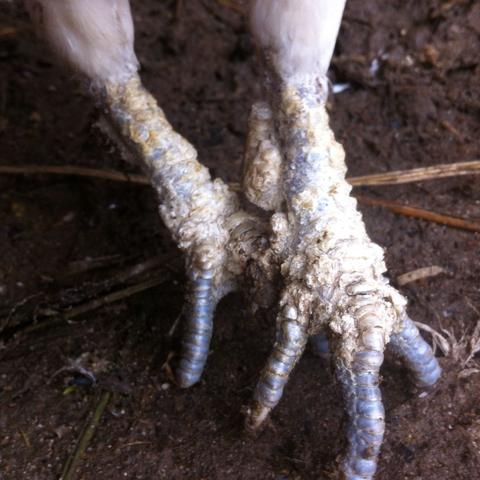 Was ist das? Wie und womit kann man es behandeln?  - (Tiere, Krankheit, Medikamente)