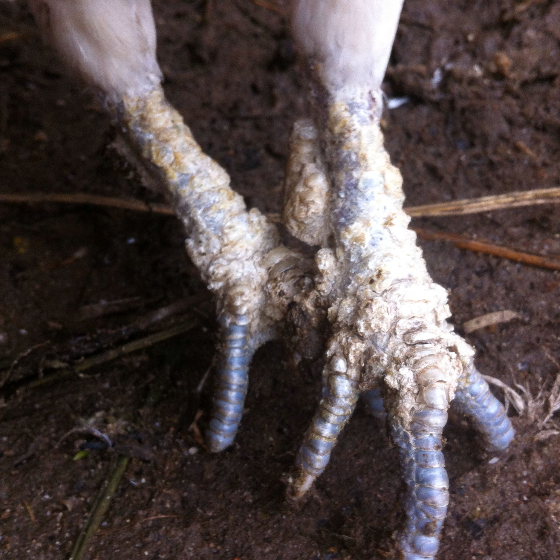 Was ist das für eine Krankheit? (Geflügel) (Tiere, Medikamente, Vögel)