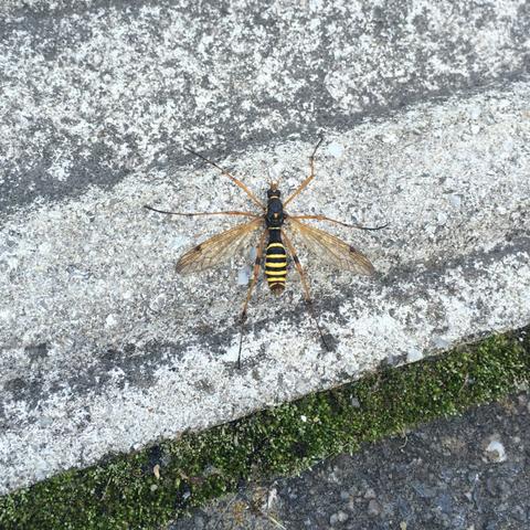 ????? - (Tiere, Insekten, Zebraschnake)