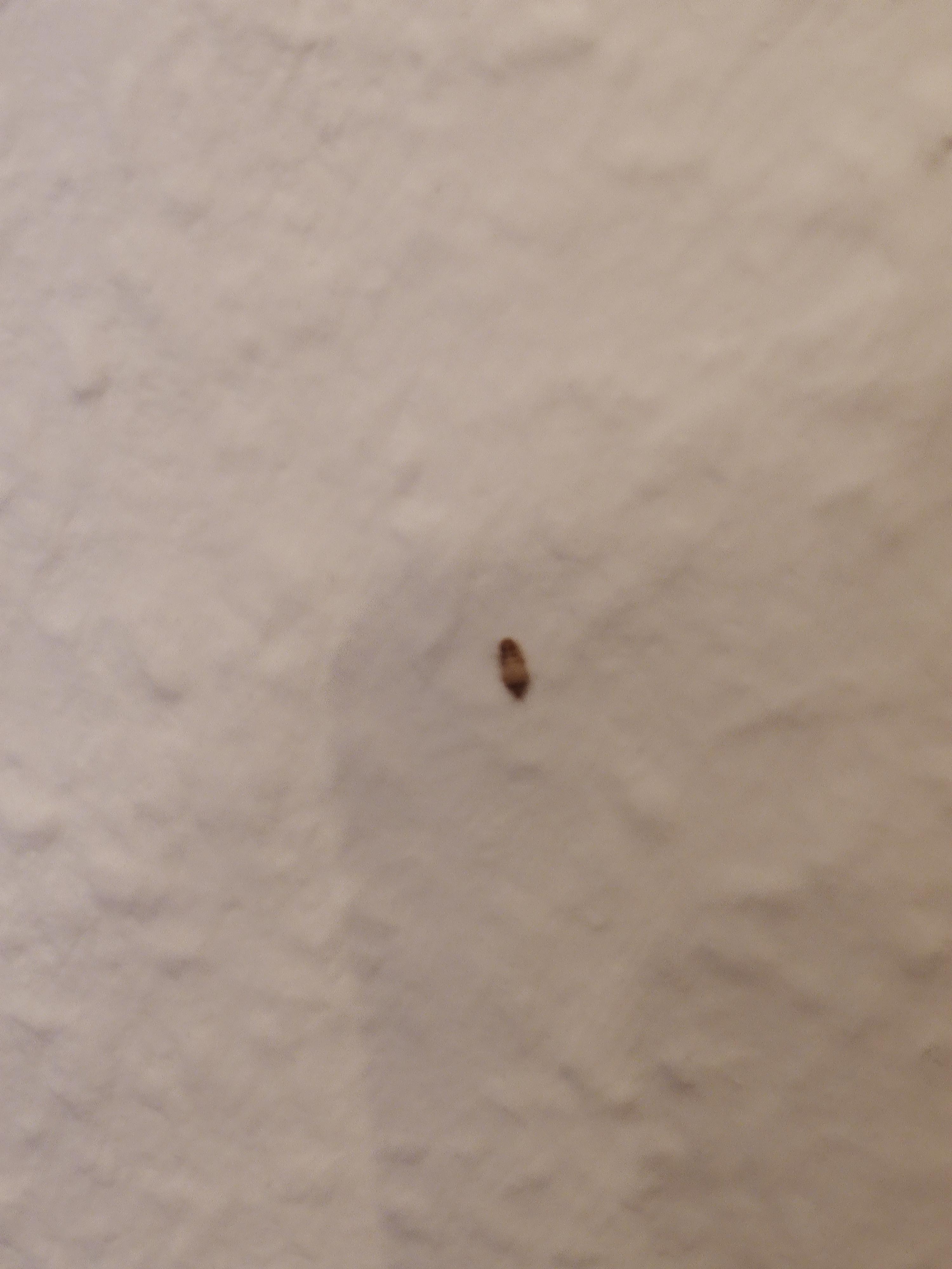 Was ist das für eine Larve im Schlafzimmer? (Tiere, Larven, Insektenschutz)