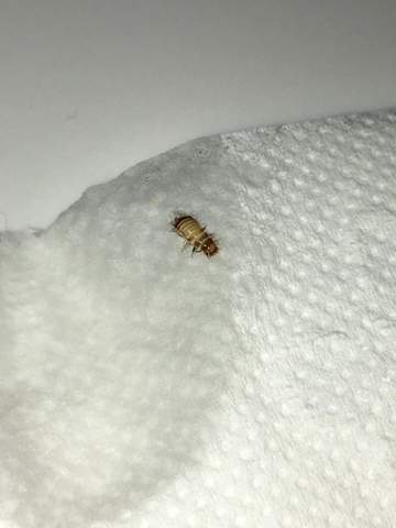 Was Ist Das Fur Eine Larve Speckkafer Kafer Schadlinge Larven