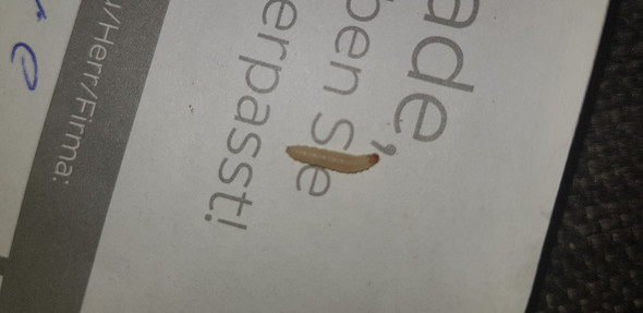 Was Ist Das Fur Eine Larve Raupe Auf Meinem Bett Larven