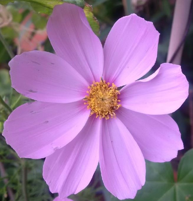 was ist das für eine lila Blume? (Garten, Blumen)