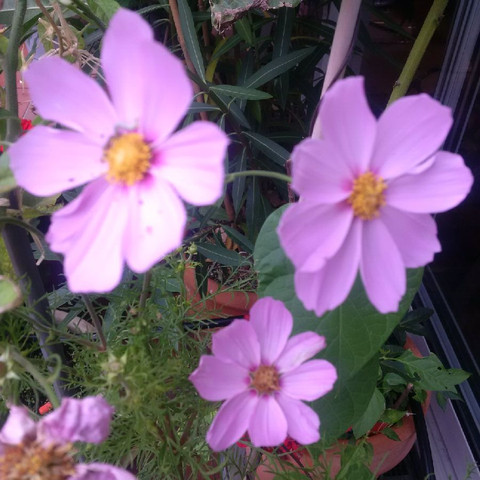 Was Ist Das Fur Eine Lila Blume Garten Blumen
