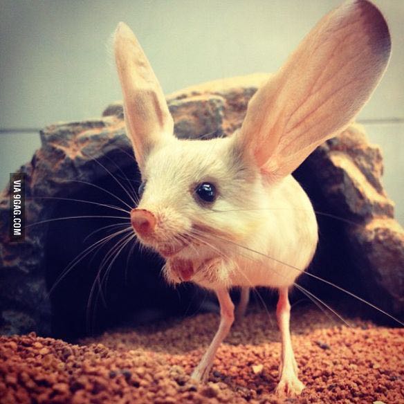 Was ist das für eine Maus auf dem Bild? (Tiere, Suche, 9gag)