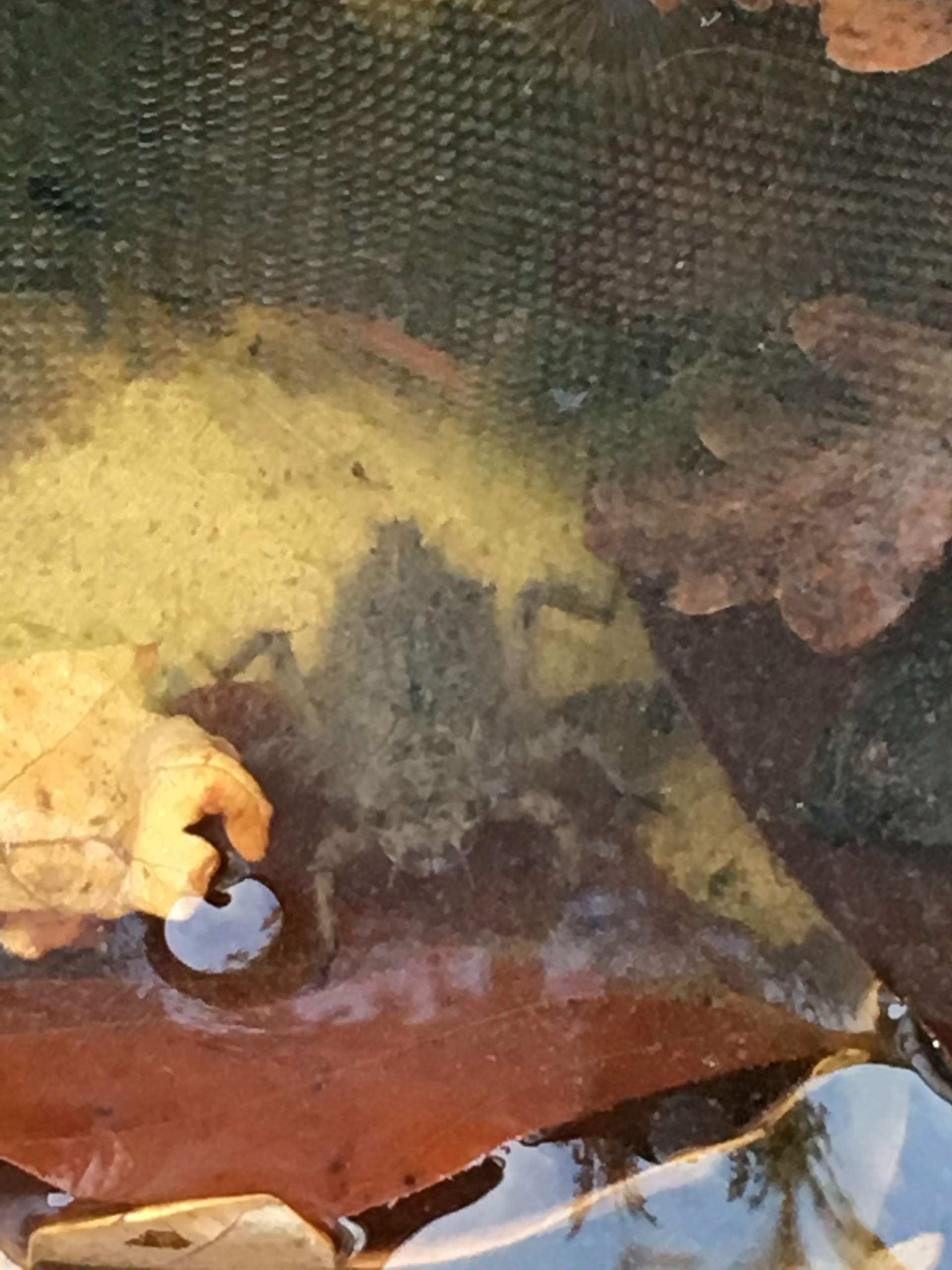 Was ist das für eine merkwürdige Larve im Teich? (Tiere, Gartenteich