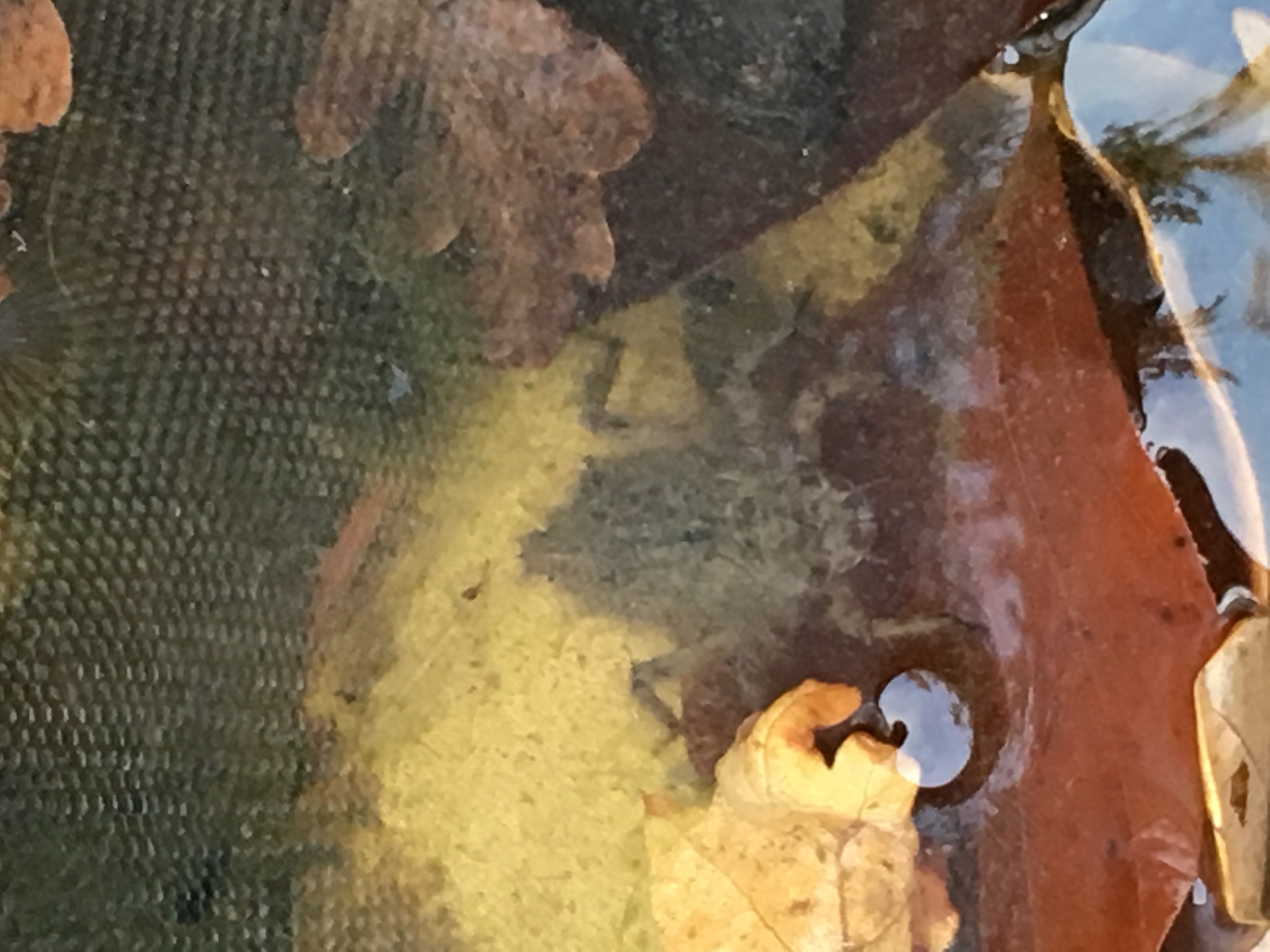 Was ist das für eine merkwürdige Larve im Teich? (Tiere, Gartenteich