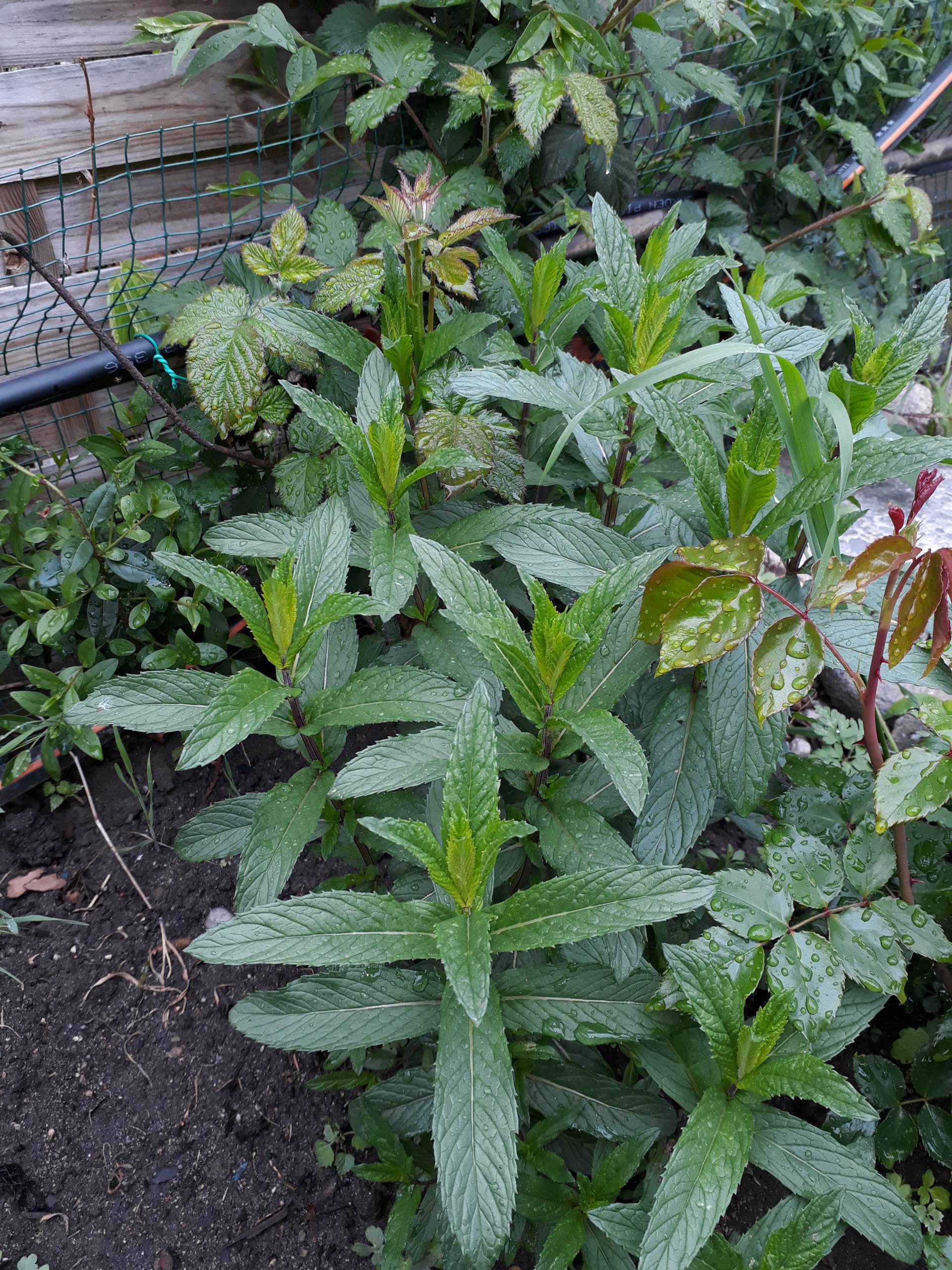 Was ist das für eine Minze? (Pflanzen, Garten, Tee)