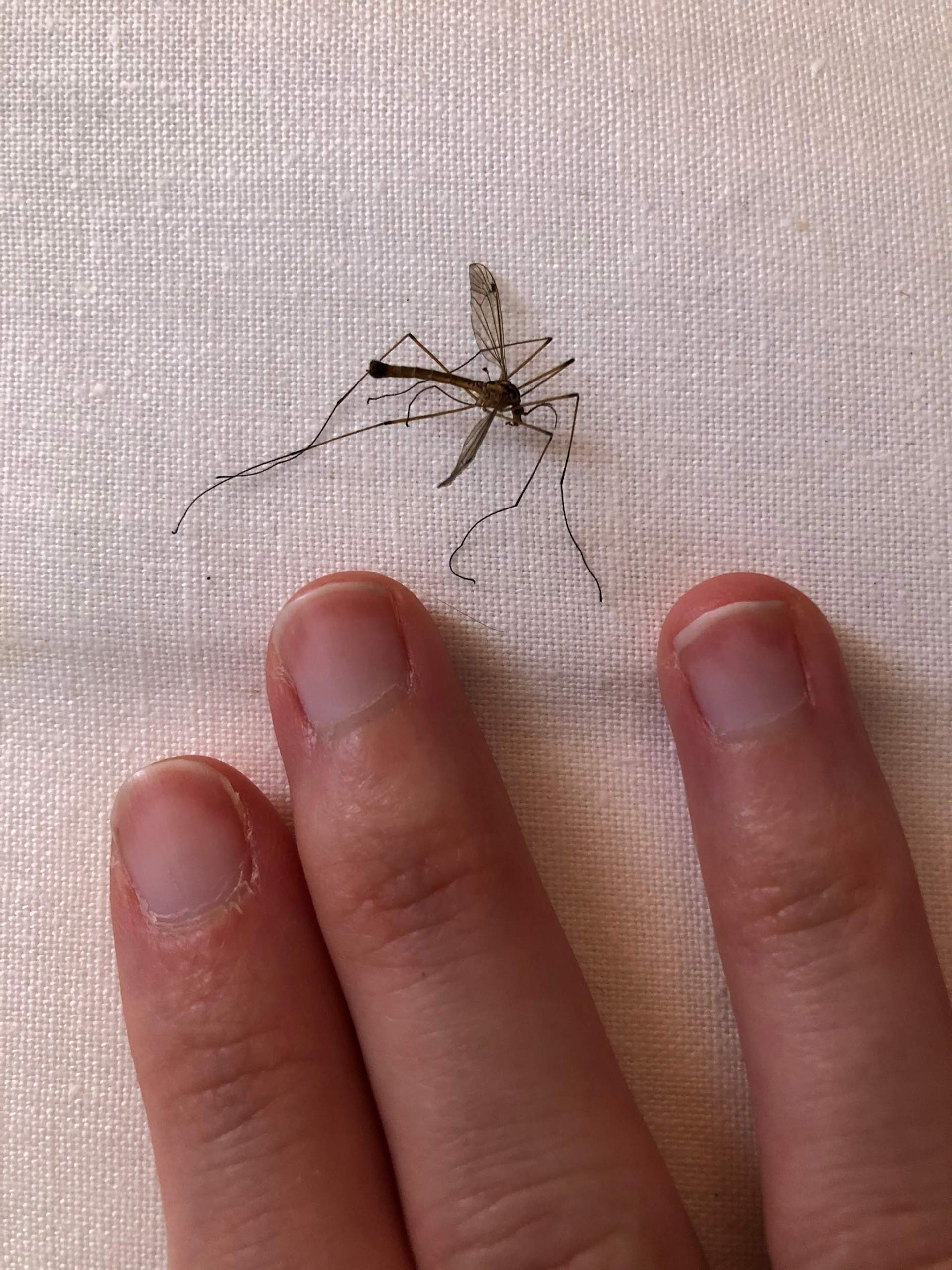 Was ist das für eine Mücke? (Insekten, Mücken, Mückenstich)