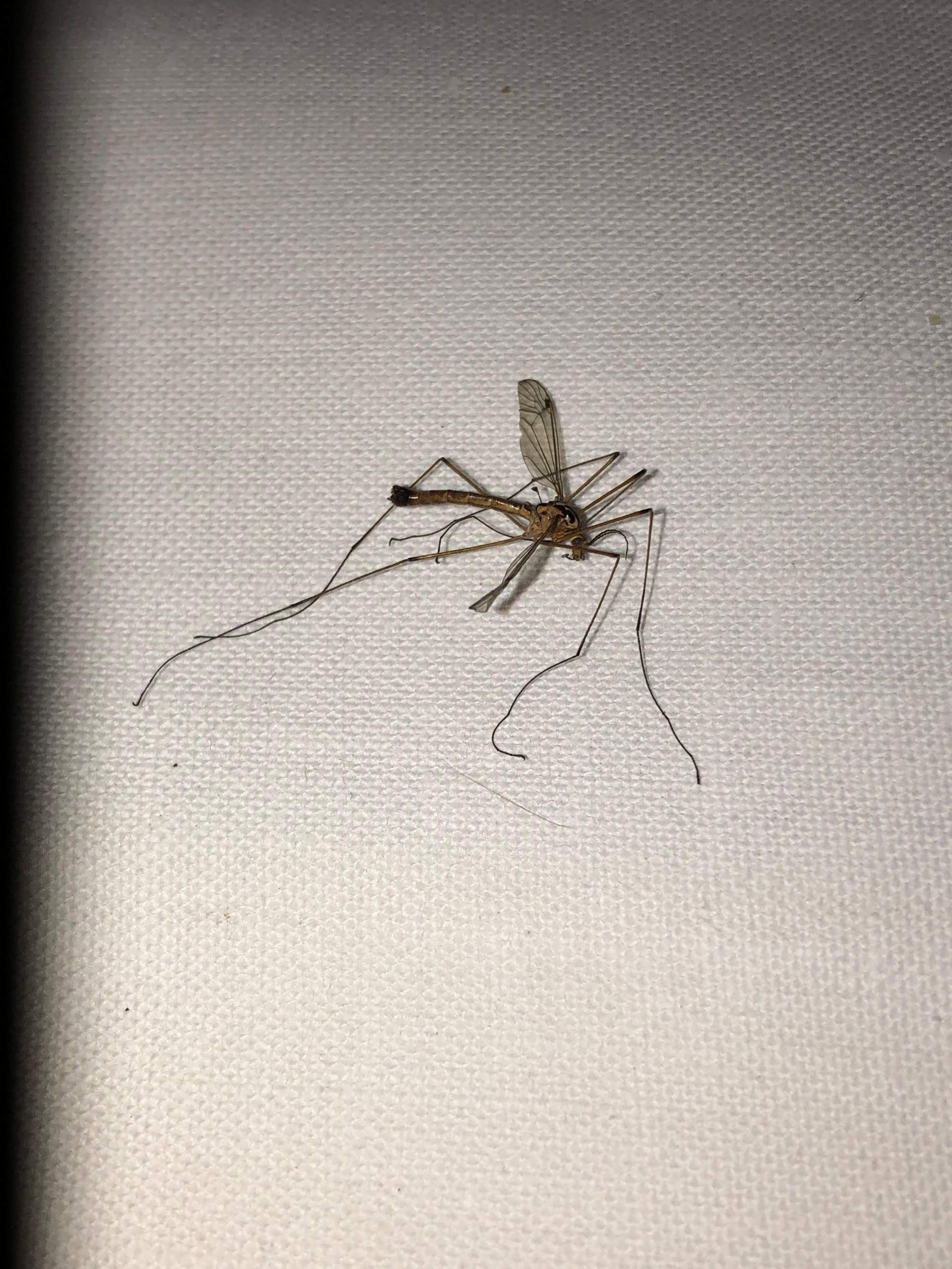 Was ist das für eine Mücke? (Insekten, Mücken, Mückenstich)