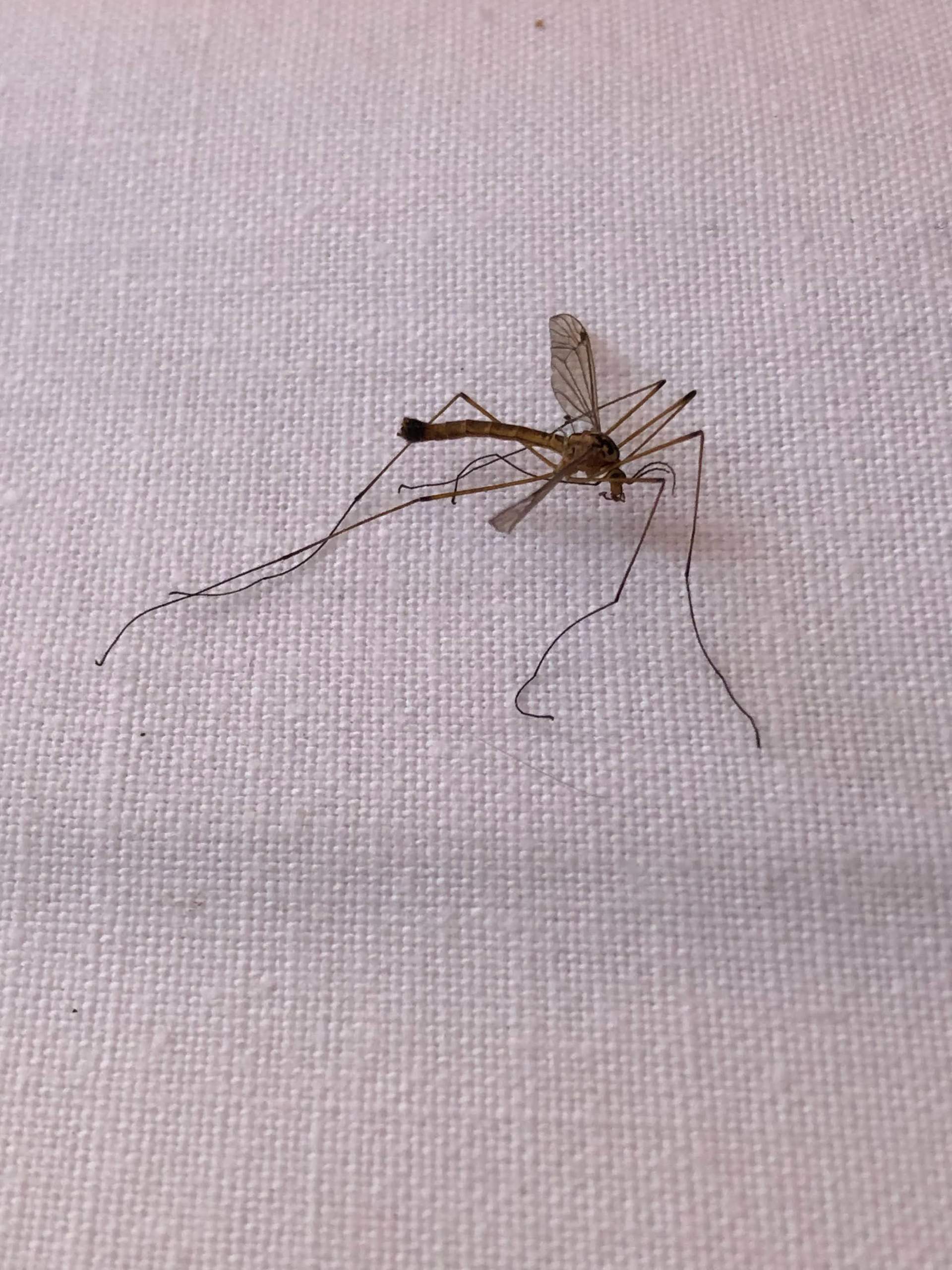 Was ist das für eine Mücke? (Insekten, Mücken, Mückenstich)