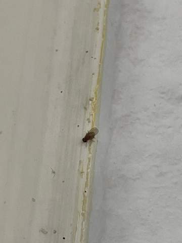 Was ist das für eine Mücke/Fliege?