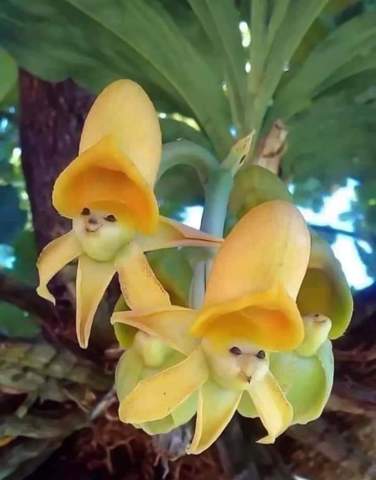 Was ist das für eine Orchidee?