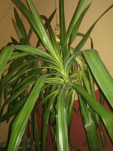 Was Ist Das Fur Eine Palme Pflanzen Botanik Zimmerpflanzen