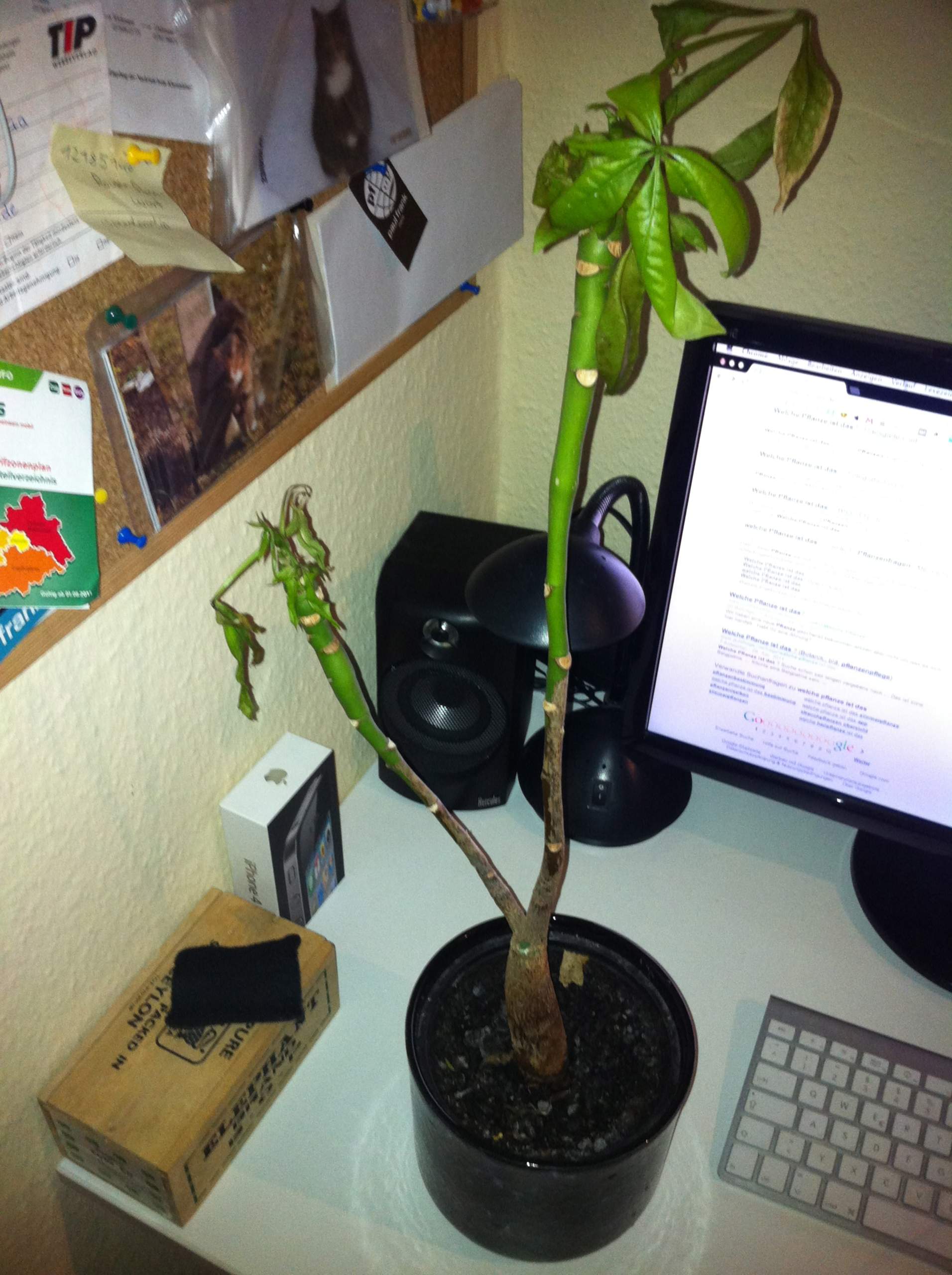 Was ist das für eine Pflanze? ( ähnlich Cannabis Blätter) (Wasser