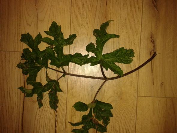Was ist das für eine Pflanze / Unkraut? 
Es wächst bei mir auf dem Grünland.
Der Stängel ist auffällig behaart und ist relativ kräftig.