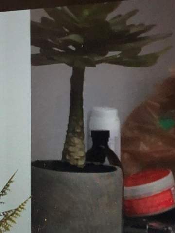 Was ist das für eine Pflanze?
