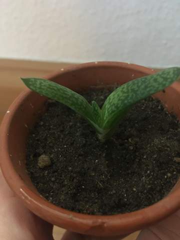Was ist das für eine Pflanze?